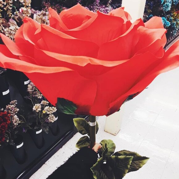 Meet your Posher, Iris - Picture 1 of 1